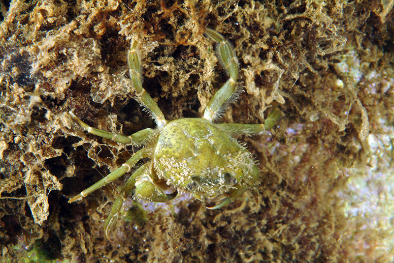 Carcinus mediterraneus